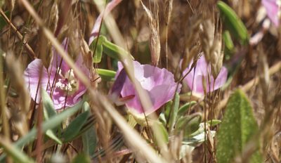 Clarkia davyi, photographed by Karen and Mike