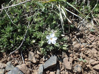 Phlox pulvinata, photographed by Lindsey K. Wise