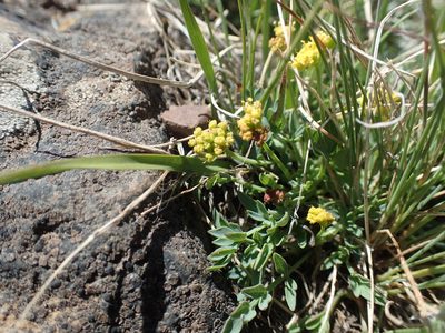Lomatium greenmanii, photographed by Lindsey K. Wise