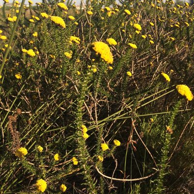 Metalasia aurea, photographed by Andrew Gillespie