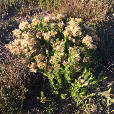 Pteronia teretifolia, photographed by Andrew Gillespie