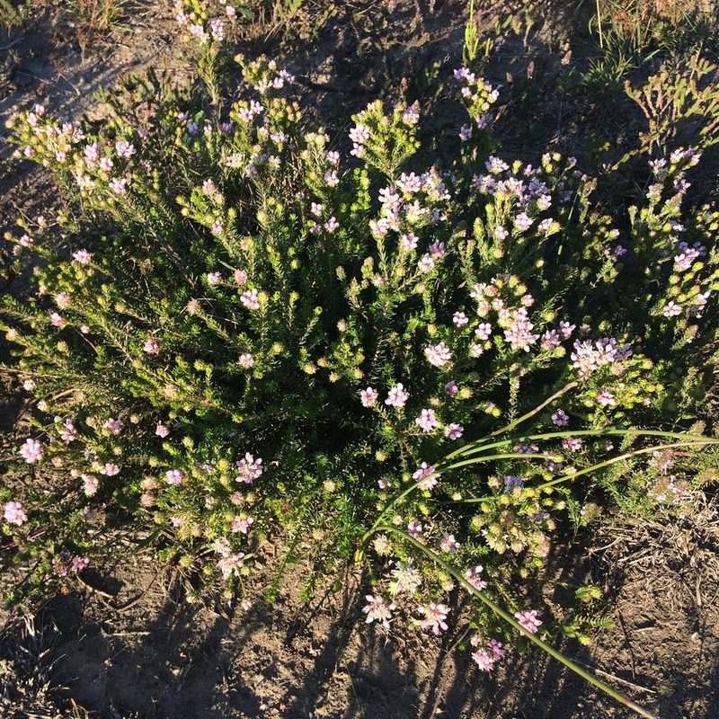 Phylica gnidioides, photographed by Andrew Gillespie