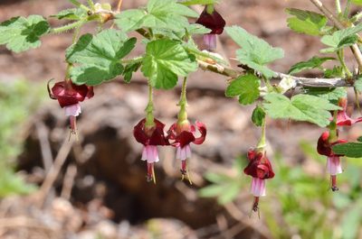 Ribes lobbii, photographed by Don Loarie
