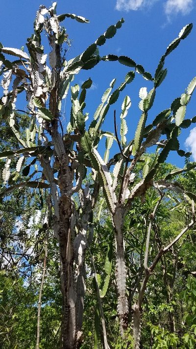 Leptocereus undulosus, photographed by Yolanda M. Leon