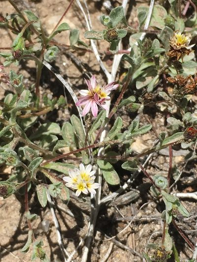 Lessingia tenuis, photographed by Adam J. Searcy
