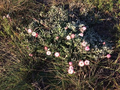 Achyranthemum affine, photographed by Andrew Gillespie