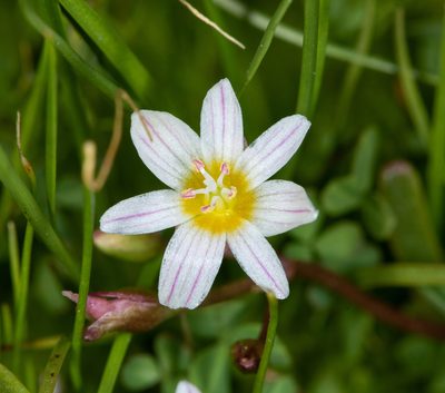 Erocallis triphylla, photographed by Don Loarie
