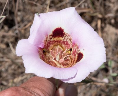 Calochortus vestae, photographed by Don Loarie