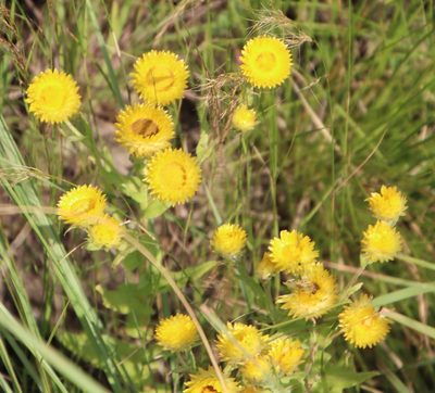 Helichrysum cooperi, photographed by Tony Rebelo