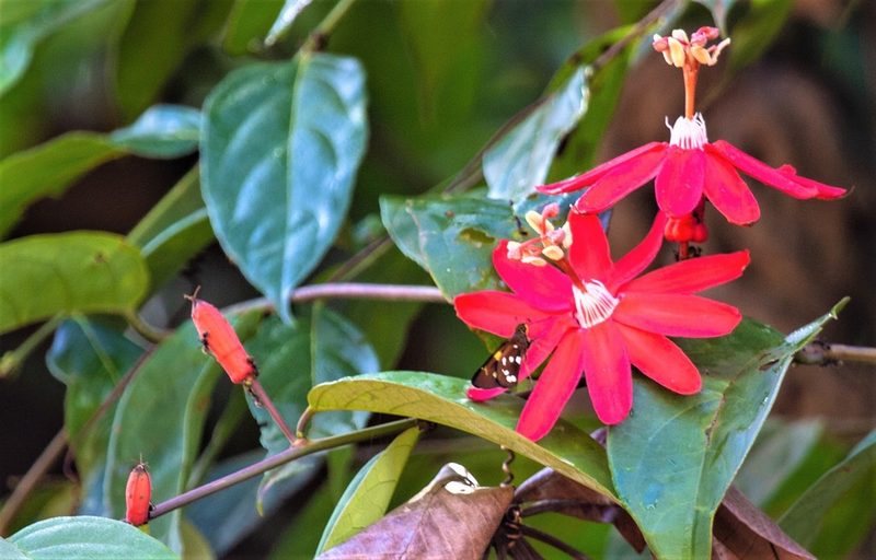 Passiflora glandulosa, photographed by Gerry van Tonder