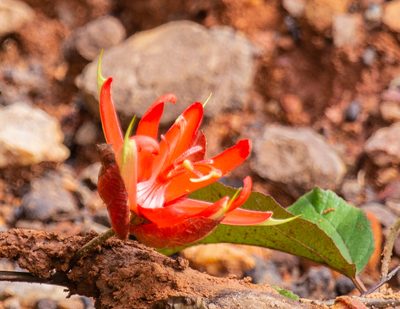 Passiflora coccinea, photographed by Gerry van Tonder