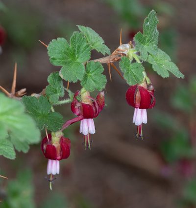 Ribes lobbii, photographed by Don Loarie