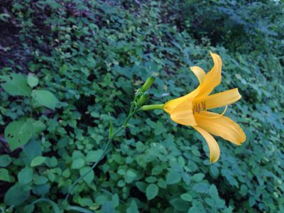 Hemerocallis hakuunensis, photographed by Kim, Hyun-tae