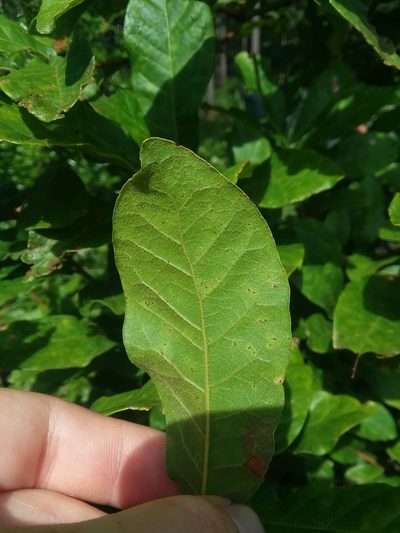 Quercus oglethorpensis, photographed by Will McFarland