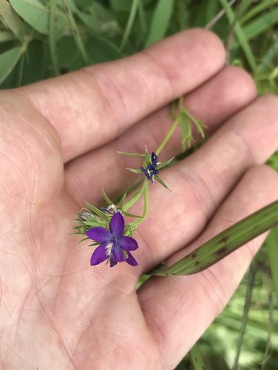 Triodanis leptocarpa, photographed by Ryan Donnelly