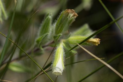 Onosma visianii, photographed by Christina s.l.