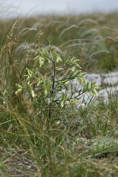 Onosma visianii, photographed by Christina s.l.