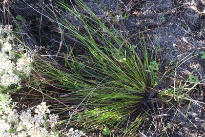 Schoenus auritus, photographed by Tony Rebelo