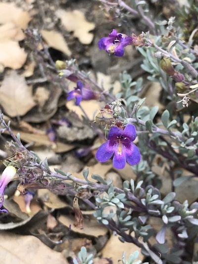 Penstemon californicus, photographed by Sula Vanderplank