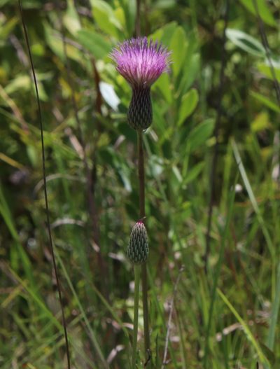 Cirsium lecontei, photographed by Lauren McLaurin