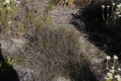 Tetraria crinifolia, photographed by Tony Rebelo