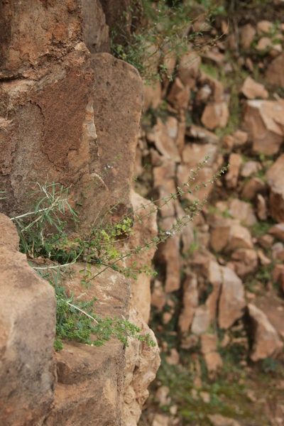 Micromeria arganietorum, photographed by Olivier Argagnon