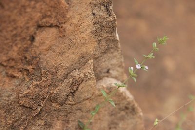 Micromeria arganietorum, photographed by Olivier Argagnon