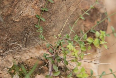 Micromeria arganietorum, photographed by Olivier Argagnon