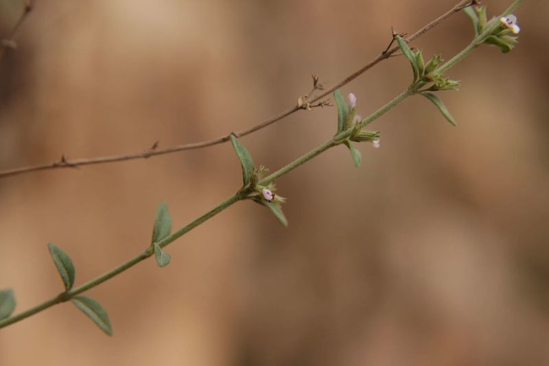 Micromeria arganietorum, photographed by Olivier Argagnon