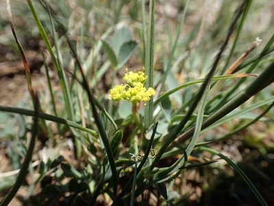 Lomatium greenmanii, photographed by Lindsey K. Wise