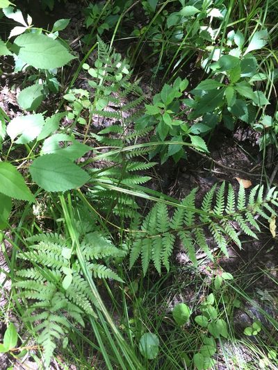 Dryopteris celsa, photographed by John Kees