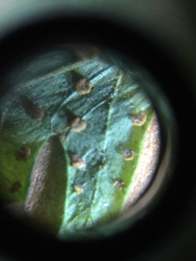 Christella hispidula, photographed by John Kees