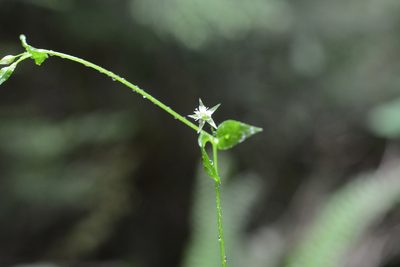 Stellaria crispa, photographed by Alison Northup