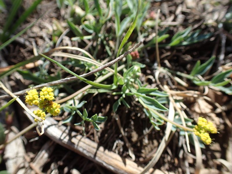 Lomatium greenmanii, photographed by Lindsey K. Wise