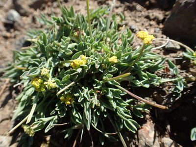 Lomatium greenmanii, photographed by Lindsey K. Wise
