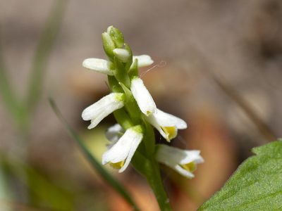 Spiranthes lucida, photographed by Randy A Nonenmacher