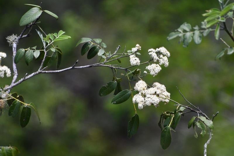 Rhus vestita, photographed by Neptalí Ramírez Marcial
