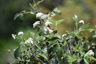 Rhus vestita, photographed by Neptalí Ramírez Marcial