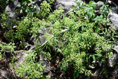 Prionosciadium nelsonii, photographed by Neptalí Ramírez Marcial