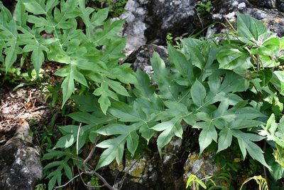 Prionosciadium nelsonii, photographed by Neptalí Ramírez Marcial