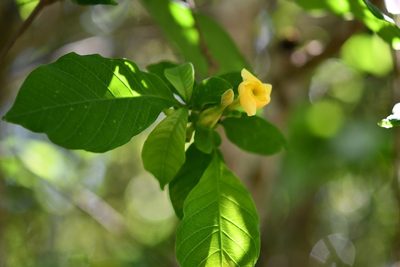 Tabernaemontana hannae, photographed by Neptalí Ramírez Marcial