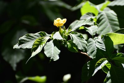 Tabernaemontana hannae, photographed by Neptalí Ramírez Marcial