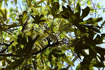 Oreopanax geminatus, photographed by Neptalí Ramírez Marcial