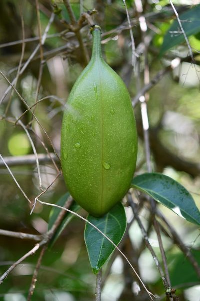 Anemopaegma puberulum, photographed by Neptalí Ramírez Marcial