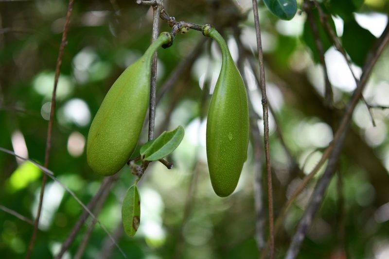 Anemopaegma puberulum, photographed by Neptalí Ramírez Marcial