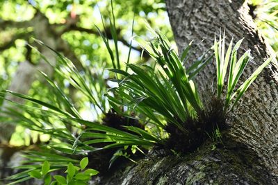 Pitcairnia heterophylla, photographed by Neptalí Ramírez Marcial