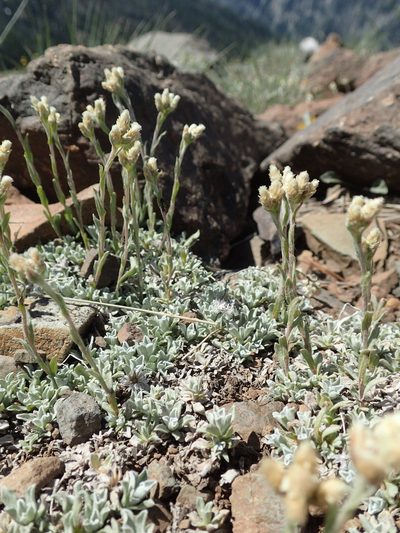 Antennaria microphylla, photographed by Lindsey K. Wise