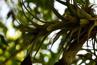 Tillandsia capitata, photographed by Neptalí Ramírez Marcial
