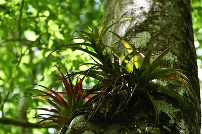 Tillandsia capitata, photographed by Neptalí Ramírez Marcial