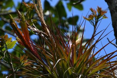 Tillandsia zoquensis, photographed by Neptalí Ramírez Marcial